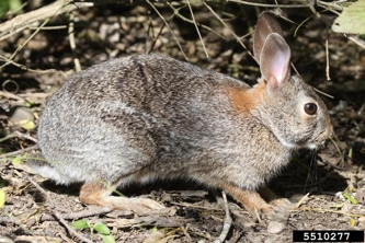 Cotton Tailed Rabbit