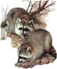 are racoons related to dogs