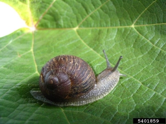 Wild About Illinois Land Snails and Slugs!