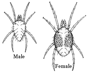 Female and Male Spider Mites