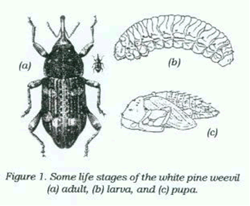 Pissodes strobi (Peck) Printable PDF The white pine weevil is probably the most serious pest of white pine in the area. The attacks of this insect stunt or distort trees and can kill two or three years of growth. Life History The adults are reddish-brown snout beetles about a quarter-inch long that are marked irregularly with patches of brown and white scales. Adults overwinter in litter on the ground and resume activity in April. The weevils prefer small trees, three to 15 feet in height in a sunny location; they seldom attack trees growing in the shade of other trees. They go to the terminal shoots and feed on bark tissue. The weevils then chew small pits in the leader and lay their eggs there in May. The eggs hatch in a week to 10 days and the legless, white grubs feed on the inner bark and tissues that produce tree growth. When several larvae are feeding, the shoot is soon girdled and dies. The grubs mature and pupate inside the leaders. Adult beetles emerge from late June to early September. Since spring egg laying lasts more than a month, one shoot can contain larvae in various stages of growth. There is only one generation a year. After emergence, the beetles spread to new areas by flight. Damage The first sign of attack ranges from small, glistening droplets to resin oozing from tiny holes in the leader, especially near the terminal bud. This is caused by adult weevils that are feeding before egg-laying. As the feeding grubs girdle the terminal, the new shoot of the current year's growth withers, the tip bends over and turns brown. This is usually noticeable about mid-June. Examination of the dead shoots will show the white larvae or pupae beneath the bark or in the wood and pitch. The year's growth is always killed, but up to five year's growth is commonly killed. The result is forked and crooked trees. Host Trees Most seriously attacked: white pine Norway spruce jack pine Commonly attacked: pitch pine Japanese red pine western white pine limber pine foxtail pine red spruce Occasionally attacked: Scotch pine western yellow pine mugo pine blue spruce white spruce Rarely attacked: red or Norway pine Himalayan blue pine Douglas fir Control Cut and burn weevilled leaders from the time the leader begins to wilt until the first half of July to kill the weevils inside. If the infected branch is not removed and destroyed the weevils can survive and spread. One or more of the lateral branches will take over and grow as the new terminal shoot Despite good cultural practices, pests and diseases at times may appear. Chemical control should be used only after all other methods have failed. For pesticide information or other questions please call toll free: 877-486-6271. Revised by the UConn Home & Garden Education Center, 2016.