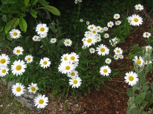 Oxeye Daisy