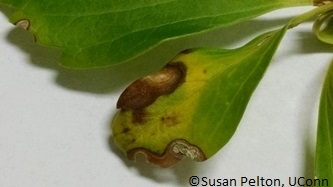 Pachysandra Leaf and Stem Blight