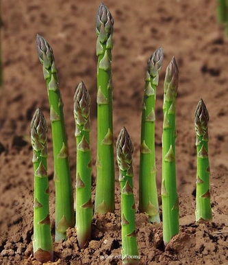where does asparagus grow