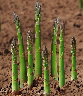 asparagus root