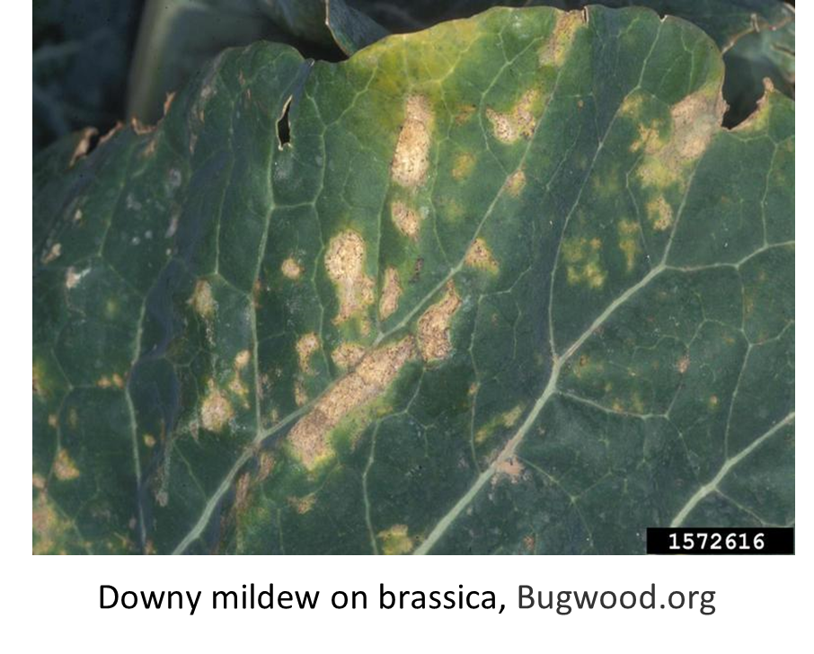 Brassicas (Brassicaceae) Family Home and Garden Education Center