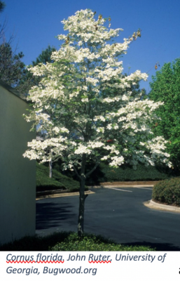 Image of Dogwoods and fringe trees