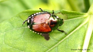 Japanese beetle parasitized by a Tachinid fly.