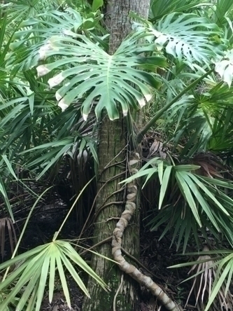 Monstera vine climbing a palm, Mckee Botanical Garden. Photo C. Johnson