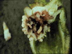 Pepper maggot image by Jude Boucher