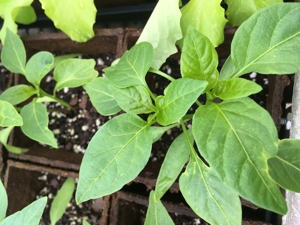 Pepper seedlings      image by Carol Quish