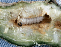 Figure 1.  Larva of the squash vine borer.  Photo: R. Durgy