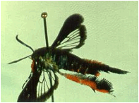 Figure 3.  Adult SVG showing clear wings and orange hind legs. Photo: Univ. of MN.