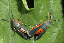 Figure 4.  Adults mating.  Note orange abdomen with black spots.  Photo: Univ. of MN extension.