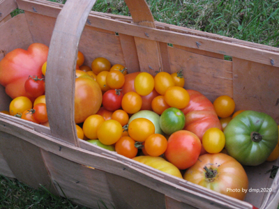 UConn Home and Garden Education Center - tomatoes