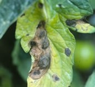 Early blight    