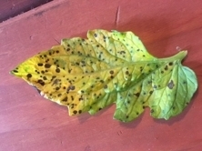 Septoria leaf spot  