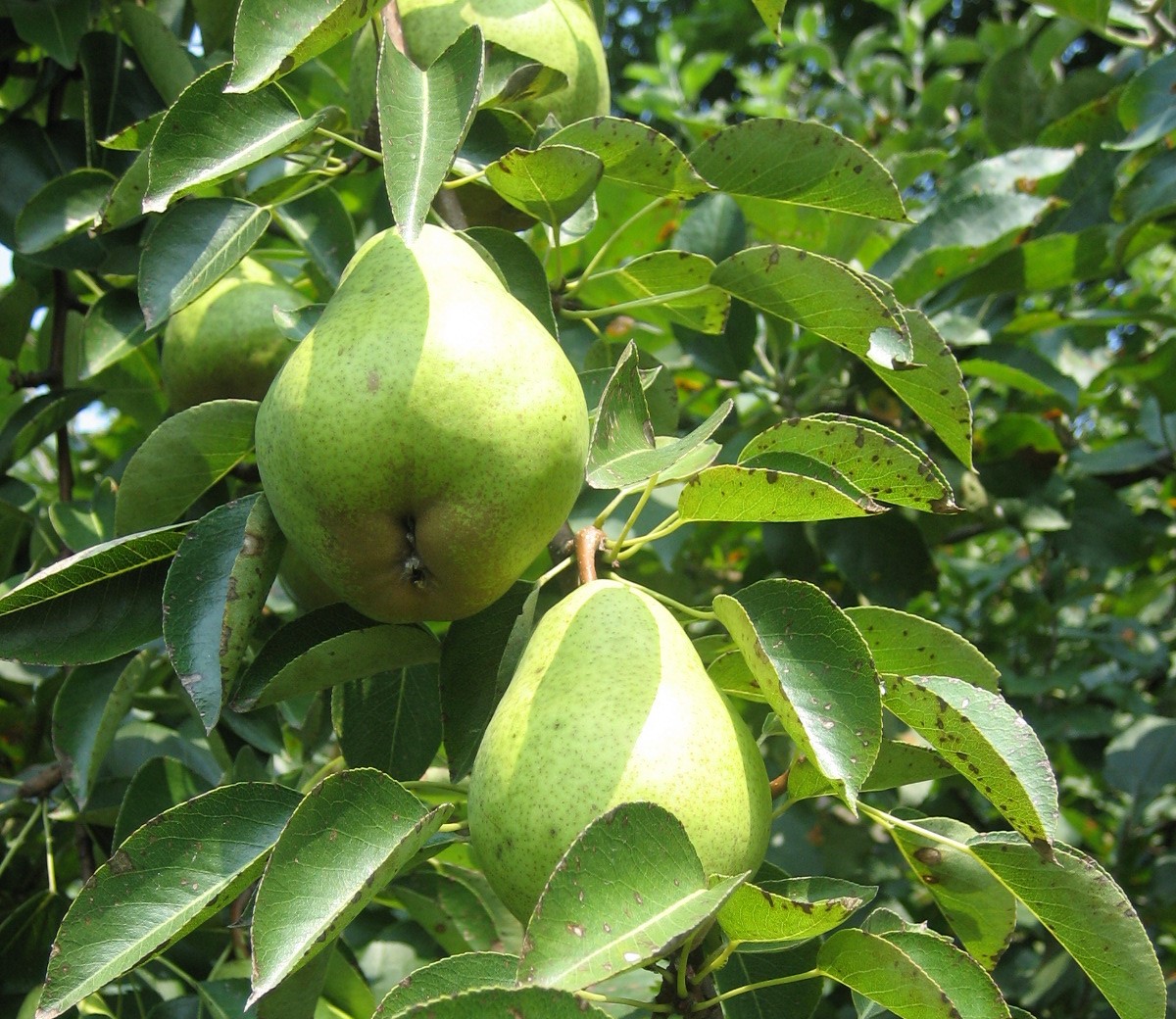 Anjou pear on tree