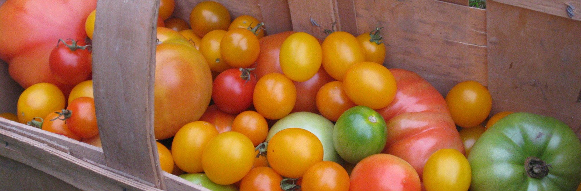 UConn Home and Garden Education Center - Summer Tomato Picture