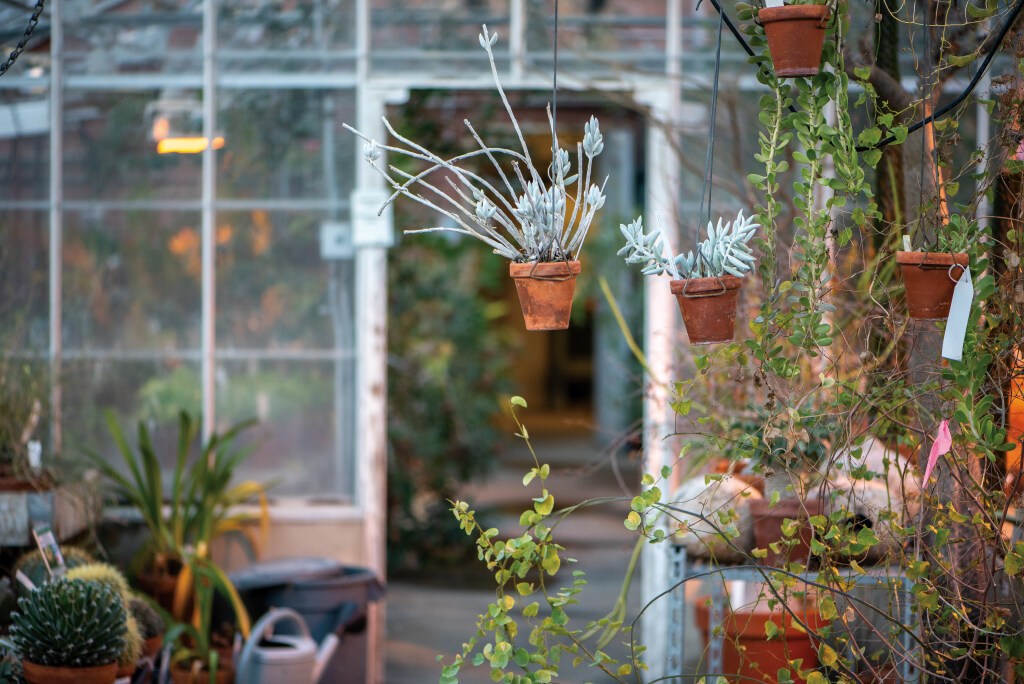 Succulents in pots in a greenhouse