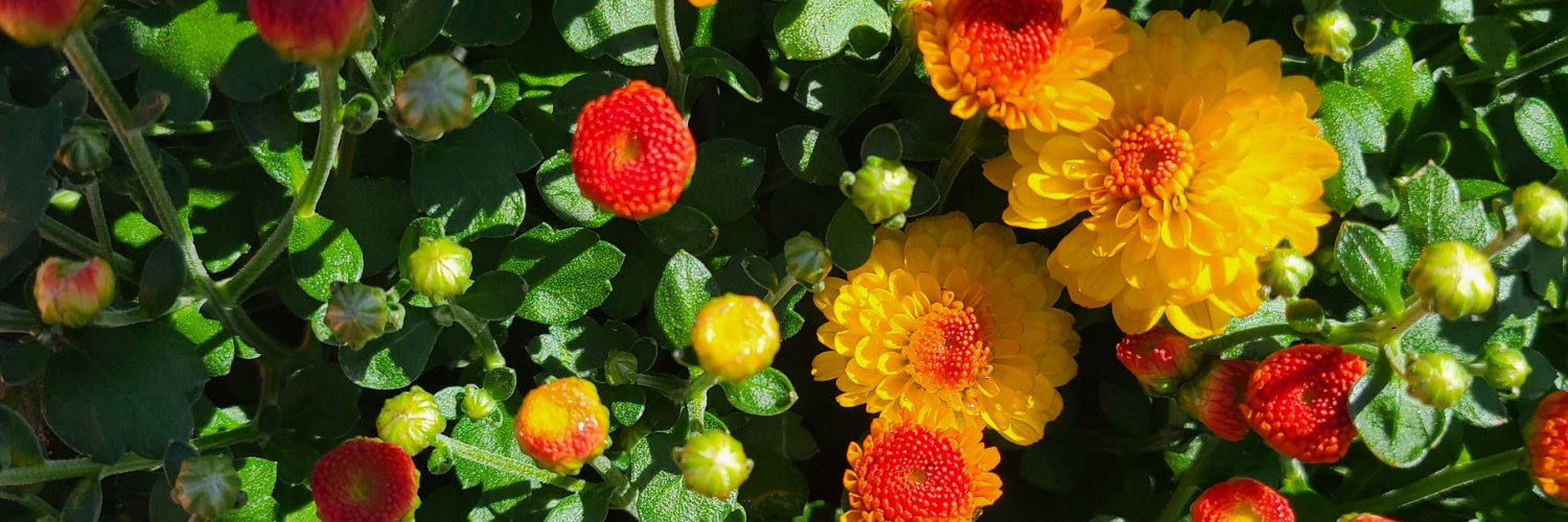 Yellow button mums in various stage of flowering