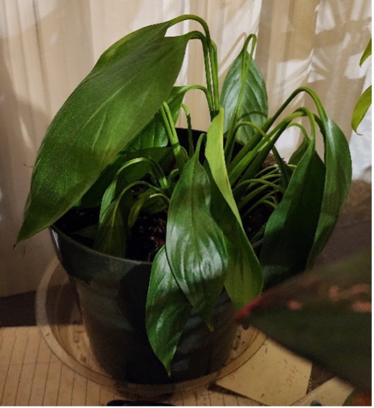 Spathiphyllum wallisii in a pot wilting indoors