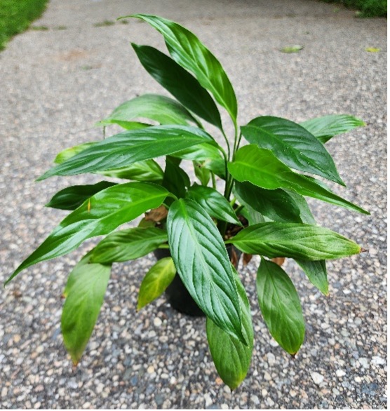 Spathiphyllum wallisii outside, lush and healthy