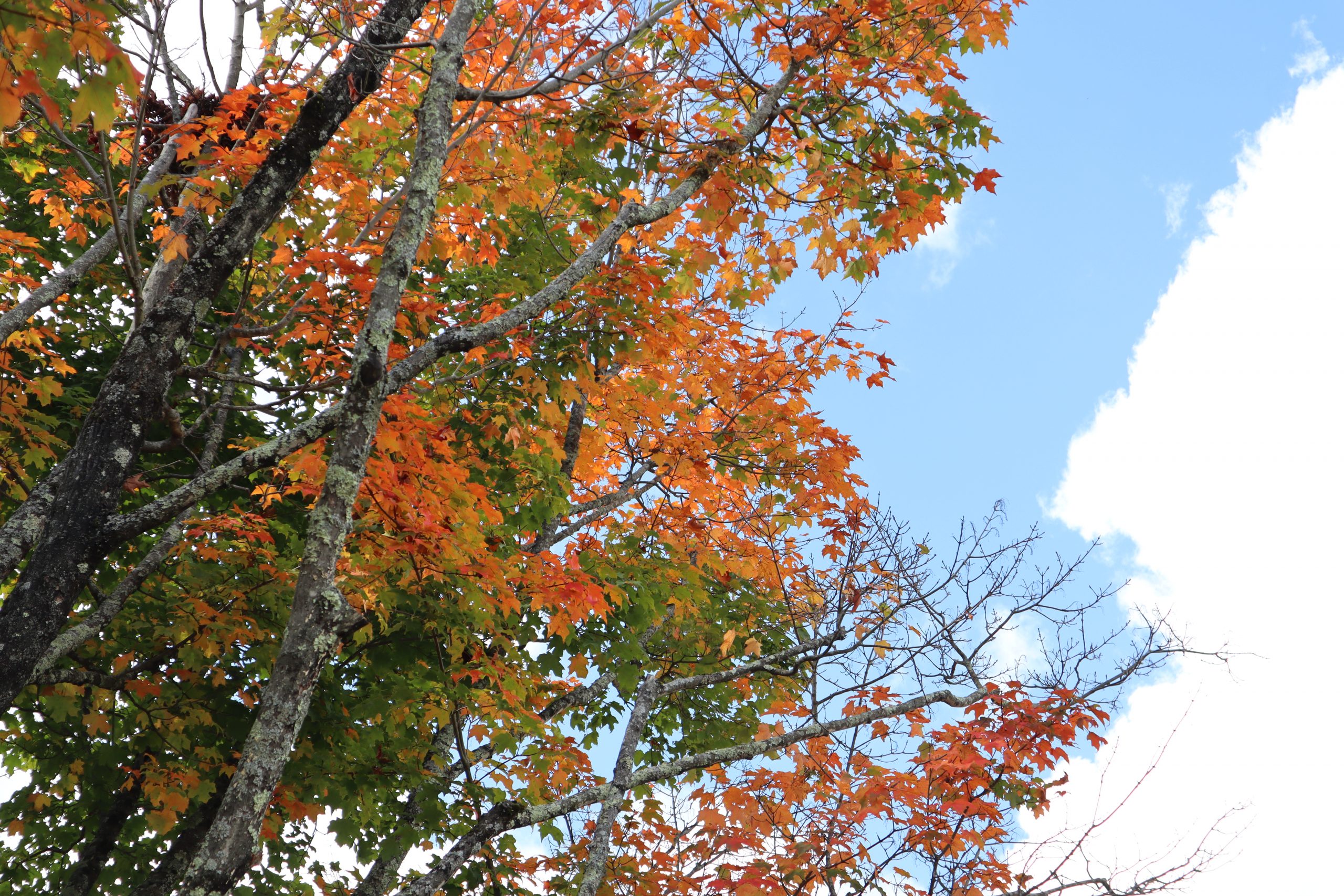 Trees with leaves turning orange against a blue sky with puffy white clouds