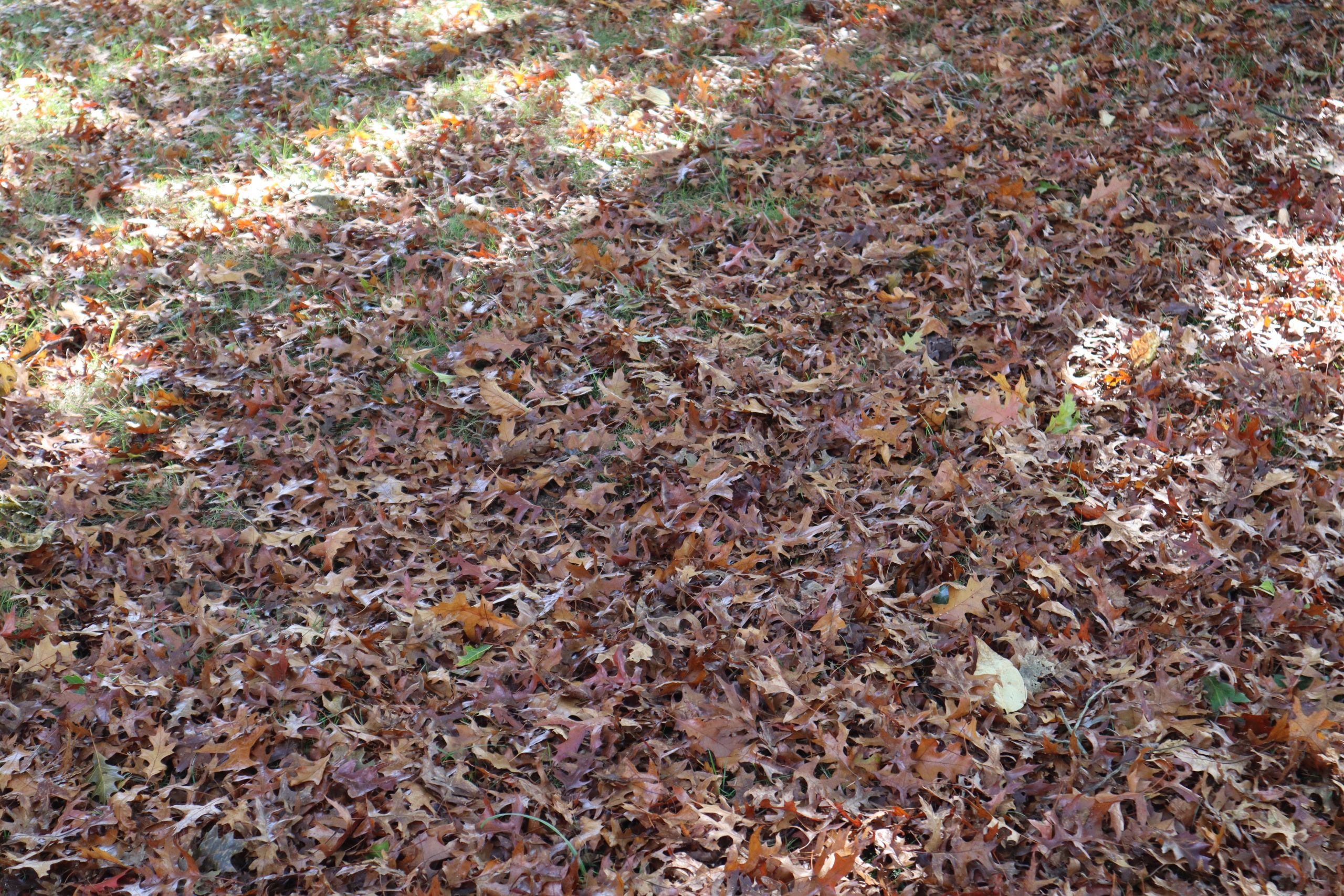 Dried leaves fallen onto the ground